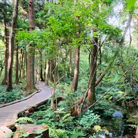 杉沢の沢スギの写真・動画_image_736034