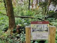 杉沢の沢スギの写真・動画_image_736035