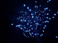チームラボ 幽谷隠田跡の写真・動画_image_736221