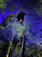 チームラボ 幽谷隠田跡の写真・動画_image_736226