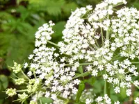 杉沢の沢スギの写真・動画_image_736247