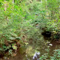 杉沢の沢スギの写真・動画_image_736248