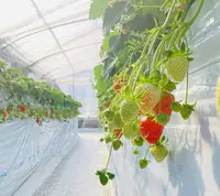 堀江農園～あすかいちご狩りパークの写真・動画_image_737712