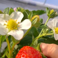 堀江農園～あすかいちご狩りパークの写真・動画_image_737714