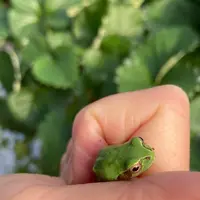 堀江農園～あすかいちご狩りパークの写真・動画_image_737716
