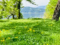 余呉湖畔サワオグルマ群生地の写真・動画_image_739839