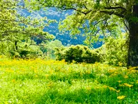 余呉湖畔サワオグルマ群生地の写真・動画_image_739843