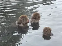 地獄谷野猿公苑の写真・動画_image_741379