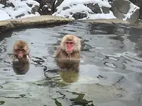 地獄谷野猿公苑の写真・動画_image_741381