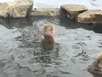 地獄谷野猿公苑の写真・動画_image_741383