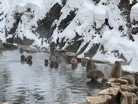 地獄谷野猿公苑の写真・動画_image_741384