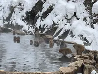 地獄谷野猿公苑の写真・動画_image_741385