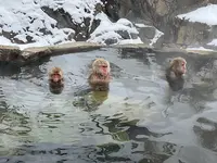 地獄谷野猿公苑の写真・動画_image_741393