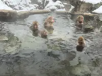 地獄谷野猿公苑の写真・動画_image_741394