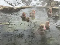 地獄谷野猿公苑の写真・動画_image_741399