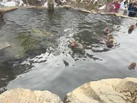 地獄谷野猿公苑の写真・動画_image_741400