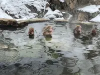 地獄谷野猿公苑の写真・動画_image_741401