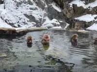 地獄谷野猿公苑の写真・動画_image_741402