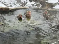 地獄谷野猿公苑の写真・動画_image_741403