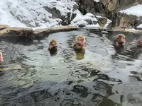 地獄谷野猿公苑の写真・動画_image_741405