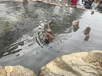 地獄谷野猿公苑の写真・動画_image_741412