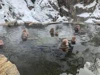 地獄谷野猿公苑の写真・動画_image_741415