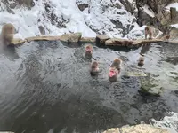 地獄谷野猿公苑の写真・動画_image_741416