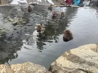 地獄谷野猿公苑の写真・動画_image_741417