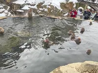 地獄谷野猿公苑の写真・動画_image_741418