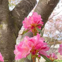 原谷苑の写真・動画_image_742254
