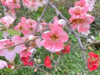 原谷苑の写真・動画_image_742255