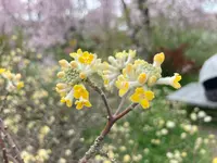 原谷苑の写真・動画_image_742257