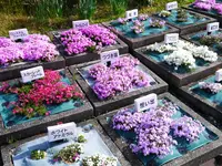 花のじゅうたんの写真・動画_image_74235
