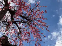 曽我別所梅林の写真・動画_image_744426