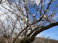 曽我別所梅林の写真・動画_image_744428