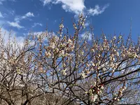 曽我別所梅林の写真・動画_image_744431