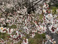 曽我別所梅林の写真・動画_image_744433