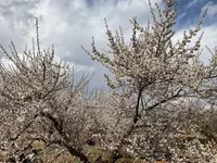 曽我別所梅林の写真・動画_image_744434