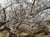 曽我別所梅林の写真・動画_image_744435