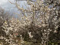 曽我別所梅林の写真・動画_image_744436