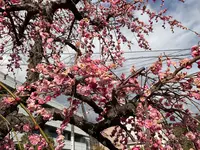 曽我別所梅林の写真・動画_image_744437