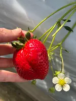 大竹いちご園の写真・動画_image_744527