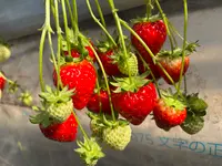 大竹いちご園の写真・動画_image_744528