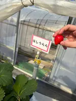 大竹いちご園の写真・動画_image_744530