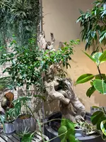 ノードリウム・京都の写真・動画_image_744702