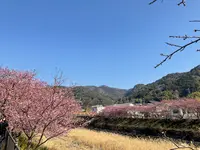 河津桜の写真・動画_image_745649