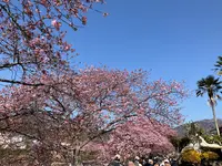 河津桜の写真・動画_image_745650