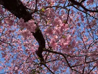 河津桜の写真・動画_image_745651