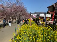 河津桜の写真・動画_image_745652