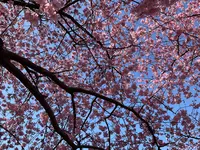 河津桜の写真・動画_image_745653